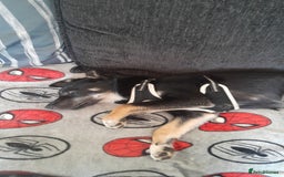Mixed Breed dogs for sale: Mixed puppy  in Cardiff - Image 3