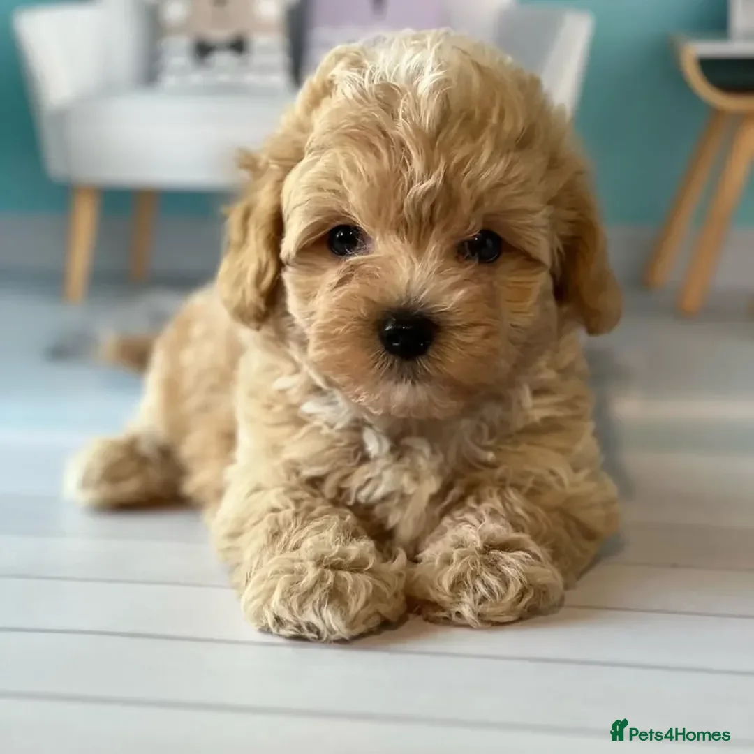 Maltipoo dogs for sale: tea cup maltipoo puppies for sale  - Image 4