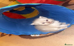 British Shorthair cats for sale: British short hair kittens  - Advert 5