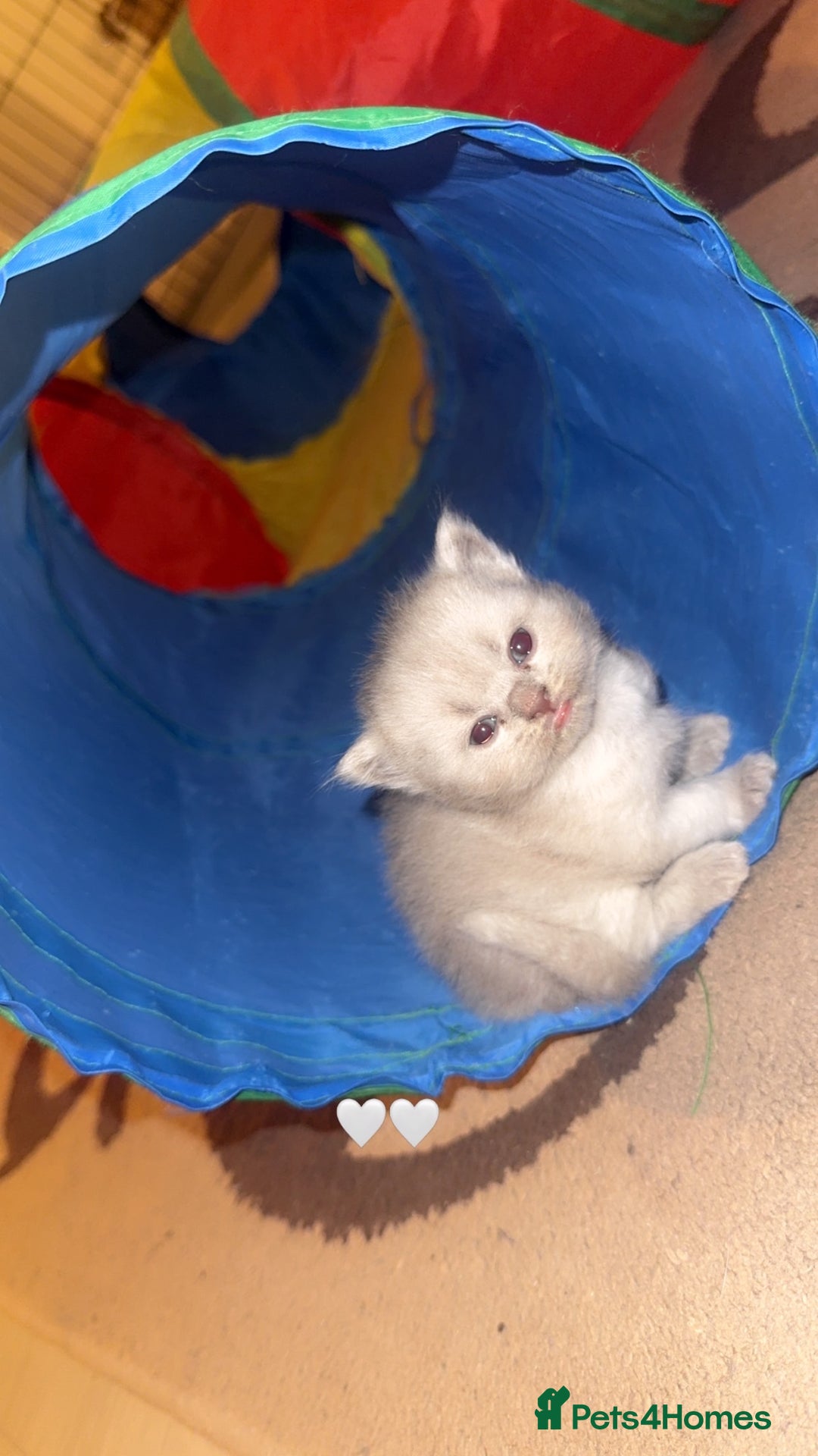 British Shorthair cats for sale: British short hair kittens  - Advert 5