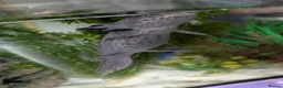 Other/Mixed Breed fish for sale: Beautiful Bellatrix the Axolotl  - Advert 6