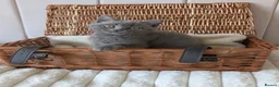 British Shorthair cats for sale: 🐾 Beautiful British Shorthair / Longhair Kittens  - Advert 14