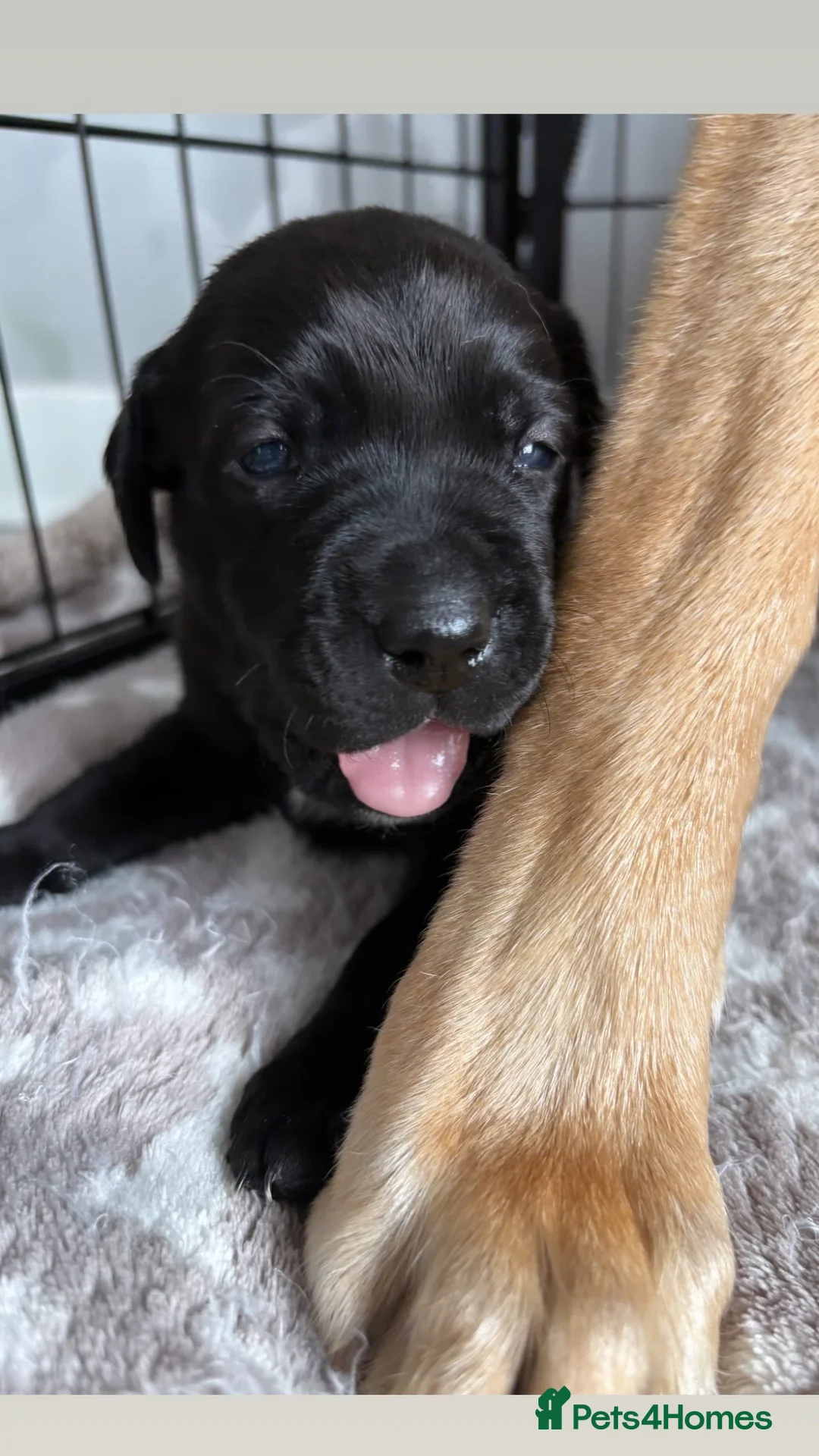 Mixed Breed dogs for sale: Staffadors in Glasgow - Advert 18