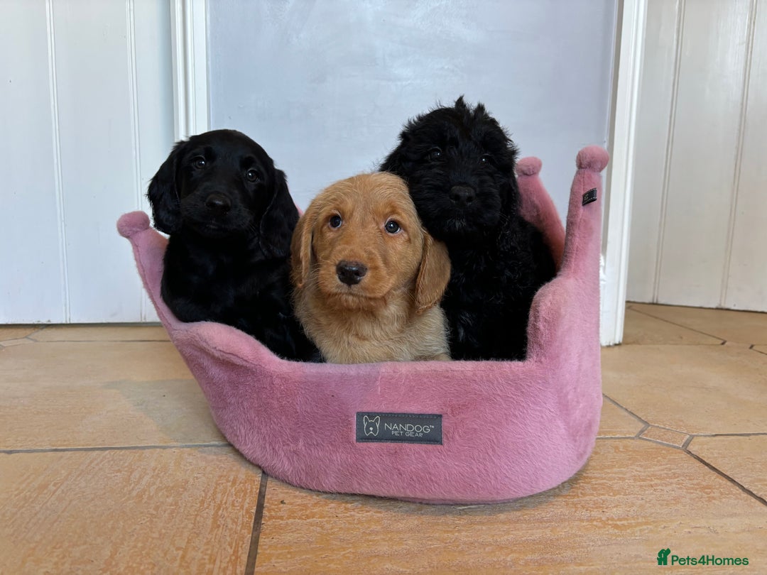 Labradoodle dogs for sale: ⭐️⭐️ Stunning F1 Miniature Labradoodles ⭐️⭐️ - Advert 7