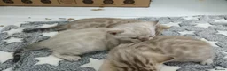 Bengal cats for sale: F6 Tica Reg Bengals - Advert 5