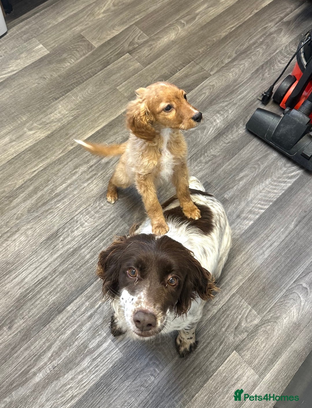 Sprocker dogs for sale: Beautiful spaniel girl   - Advert 6