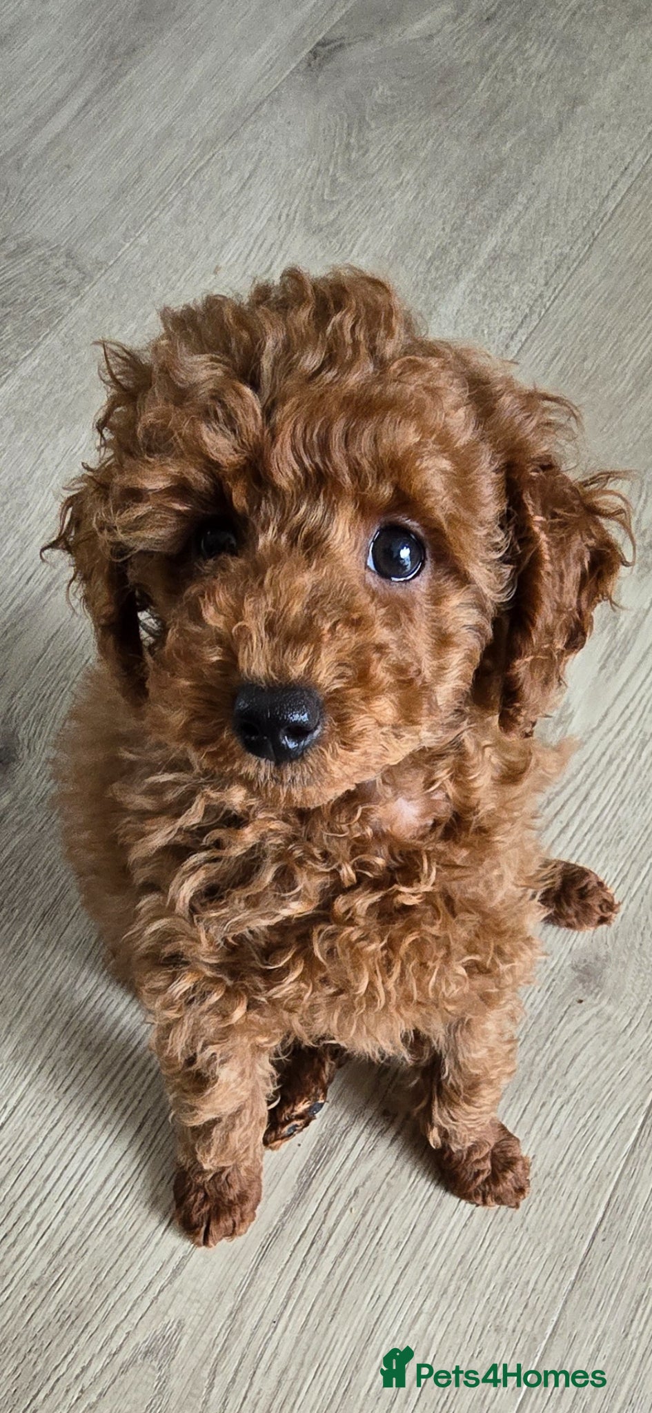 Toy Poodle dogs Beautiful red toy poodle boy - Advert 5