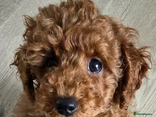 Toy Poodle dogs Beautiful red toy poodle boy - Advert 5
