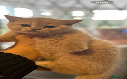 British Shorthair cats for sale: Gorgeous British shorthair kitten  - Advert 1