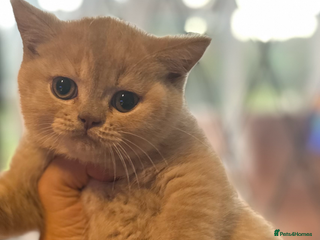 British Shorthair cats Gorgeous British shorthair kitten - Advert 1