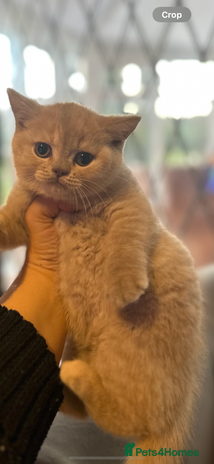 British Shorthair cats Gorgeous British shorthair kitten - Advert 1