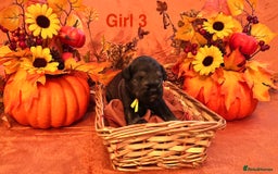 Miniature Schnauzer dogs for sale: 5th generation pedigree miniature schnauzer  - Image 5