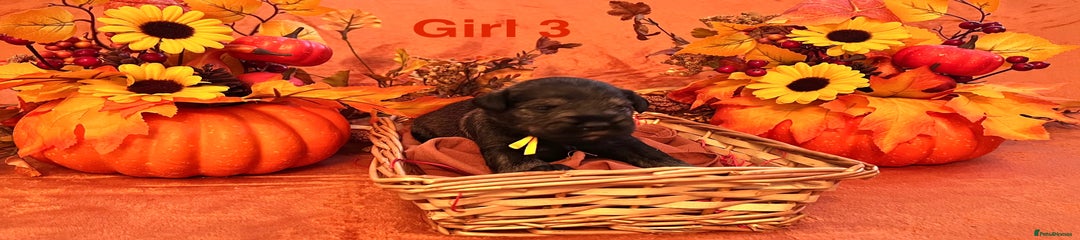 Miniature Schnauzer Puppy 3