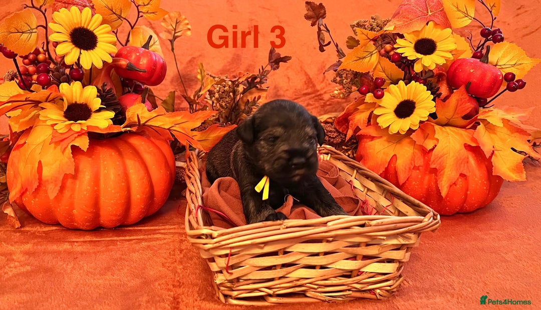 Miniature Schnauzer dogs for sale: 5th generation pedigree miniature schnauzer  - Image 5