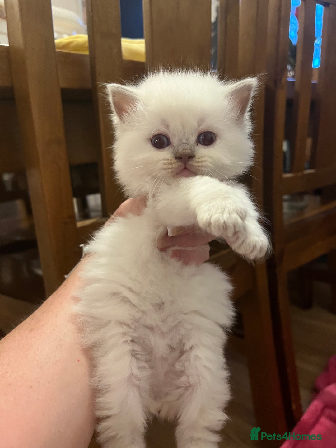 Mixed Breed cats for sale: Beautiful Ragdoll x BSH kittens for sale! - Image 4