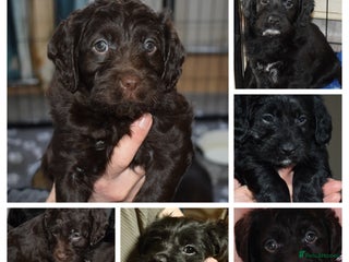 Mixed Breed dogs ✨Genetic-Clear Australian Labradoodles✨ - Advert 5