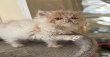 Persian cats - Advert 3