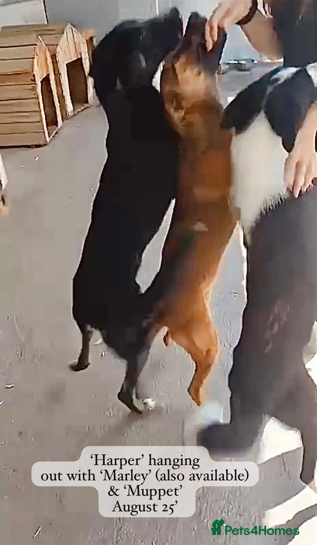 Mixed Breed dogs for adoption: Harper, 18 months. Available for adoption. - Advert 8