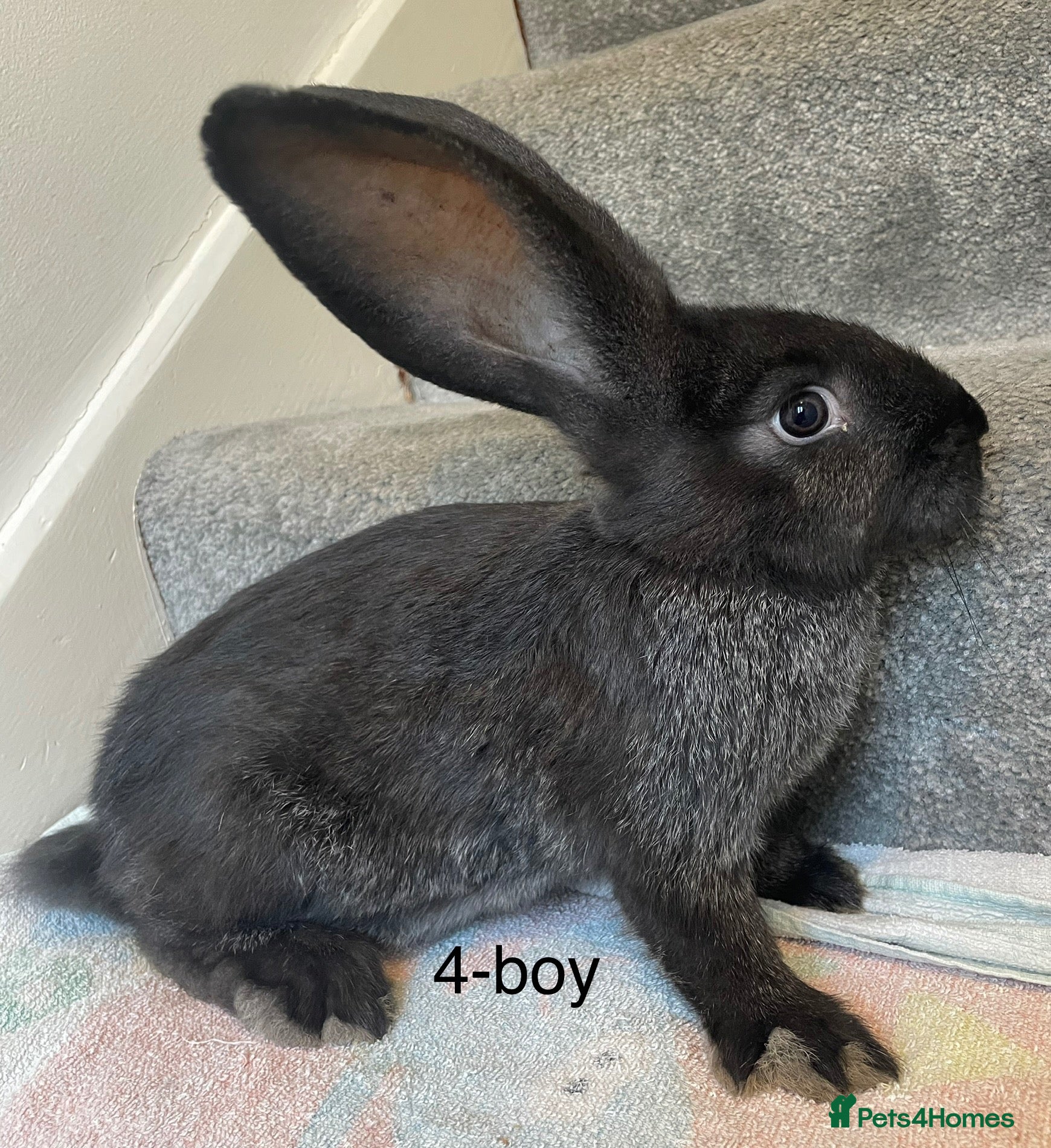Continental Giant rabbits for sale: 🐇 pure bred continental giants 🐇  - Advert 1