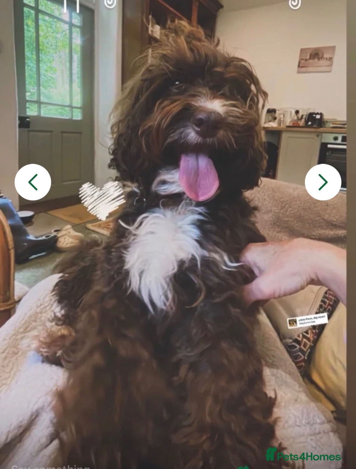 Cockapoo dogs Beautiful F1B Cockapoo Puppies- Home Raised  - Advert 14