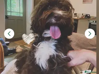 Cockapoo dogs Beautiful F1B Cockapoo Puppies- Home Raised - Advert 1