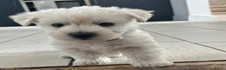 Westiepoo dogs for sale: Beautiful Westiepoo pups - Advert 3