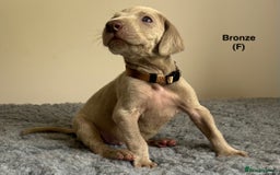 Weimaraner dogs for sale: Exceptional litter of Weimaraner puppies  - Image 7
