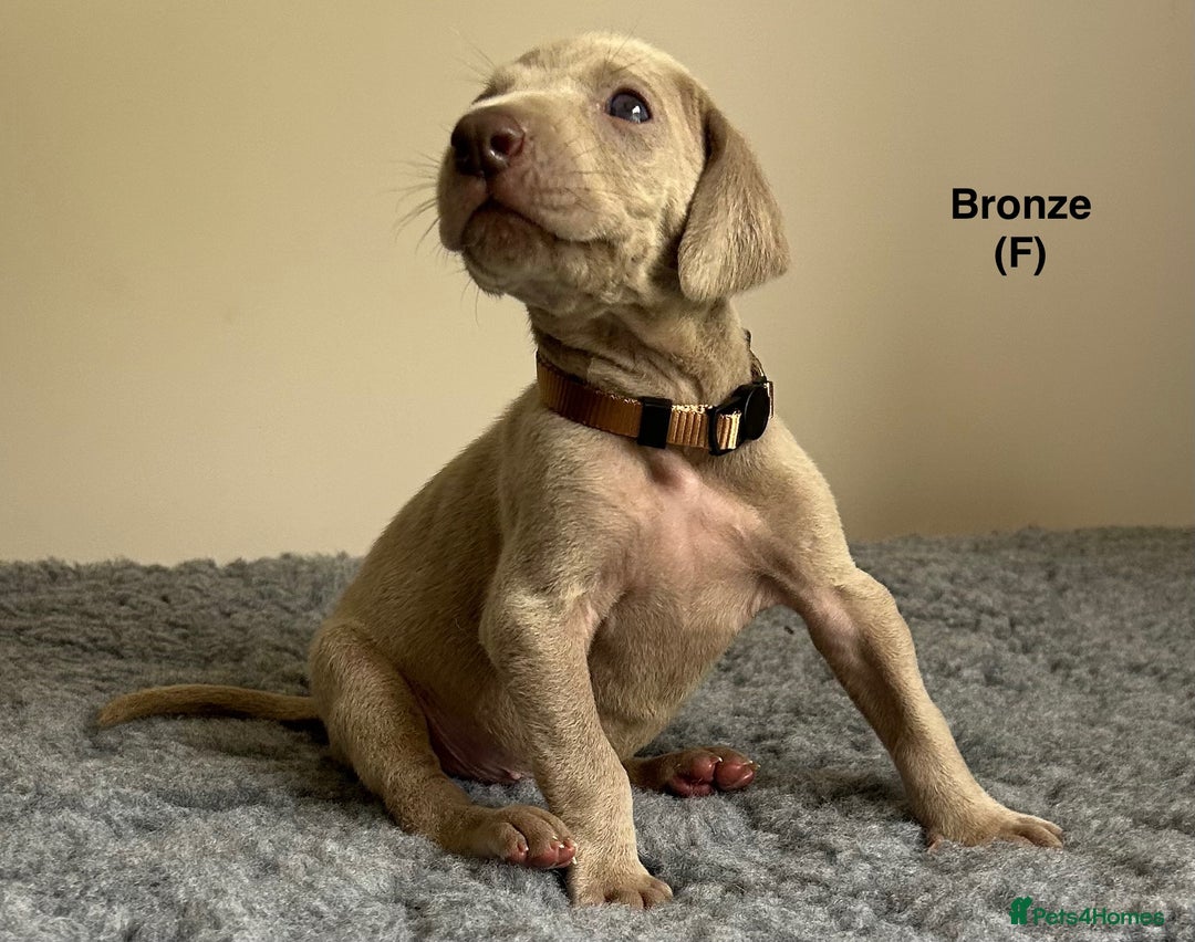 Weimaraner dogs for sale: Exceptional litter of Weimaraner puppies  - Image 7