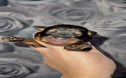 Rottweiler dogs for sale: Rottweiler puppies looking for a forever home - Image 4