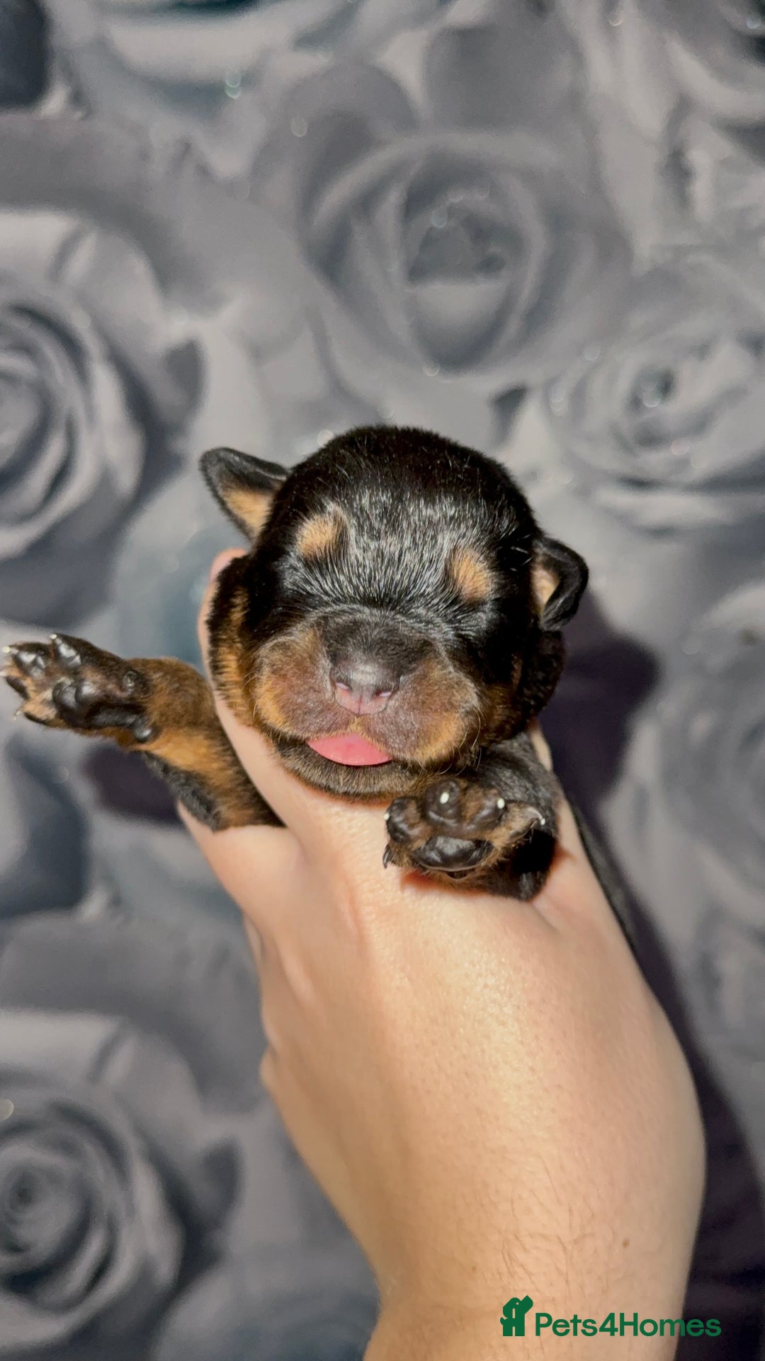 Rottweiler dogs for sale: Rottweiler puppies looking for a forever home - Image 4