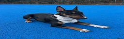English Bull Terrier dogs for sale: UK Champion Bloodline Puppies Waiting List Open - Advert 1