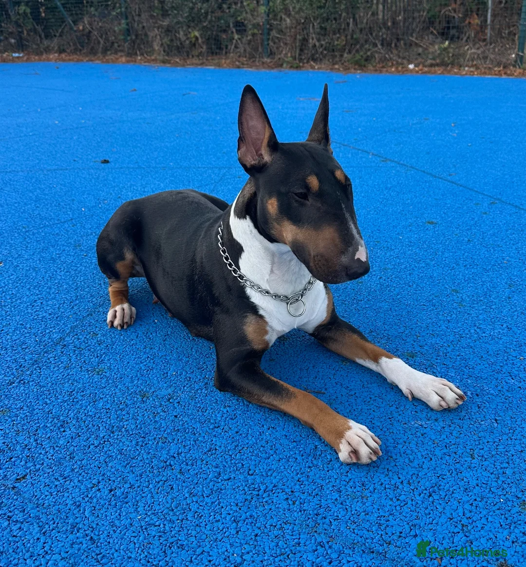 English Bull Terrier dogs for sale: UK Champion Bloodline Puppies Waiting List Open - Advert 1