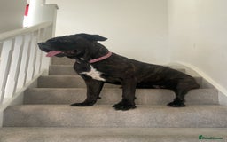 Cane Corso dogs for sale: Cane Corso (nala) - Image 3