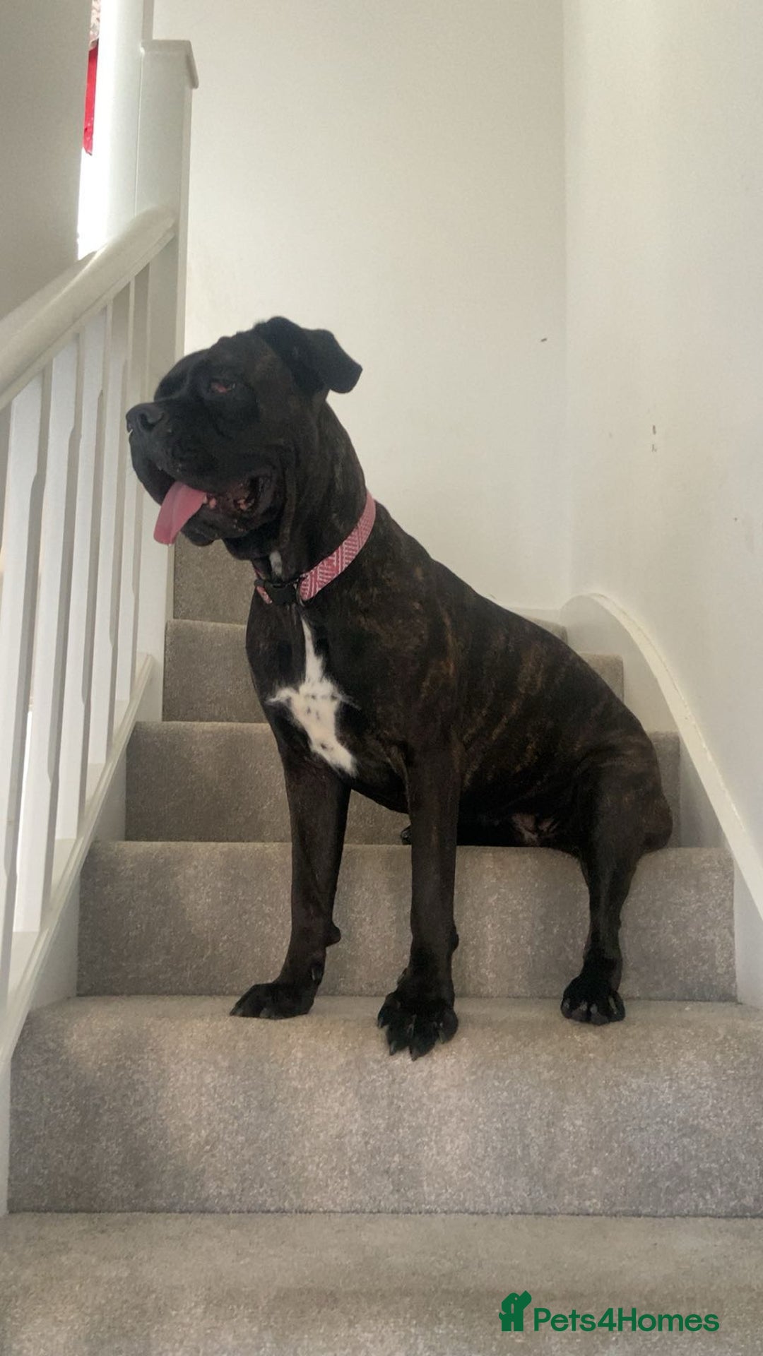 Cane Corso dogs for sale: Cane Corso (nala) - Image 3