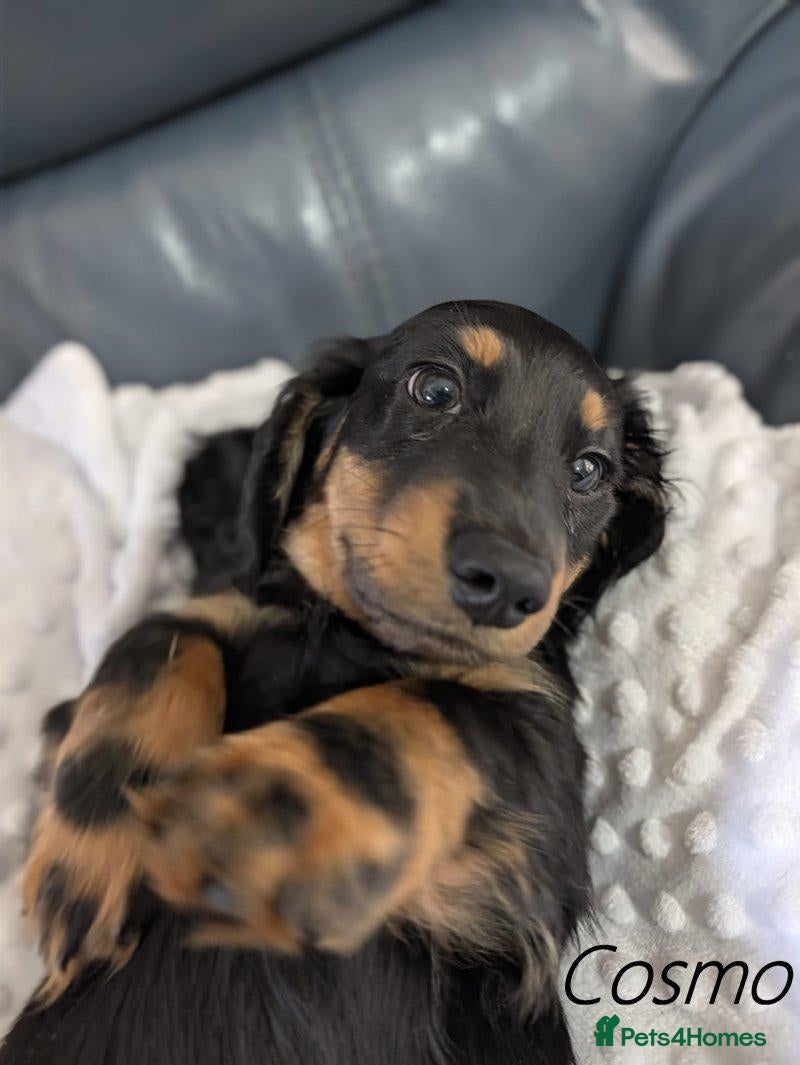 Miniature Dachshund dogs for sale: Miniature Longhaired Dachshund Puppies - Advert 5