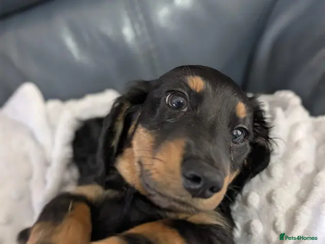 Miniature Dachshund dogs for sale: Miniature Longhaired Dachshund Puppies - Advert 5