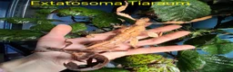 Stick Insects invertebrates for sale: Phasmid, Stick Insect Ova and Nymphs for sale  - Advert 2