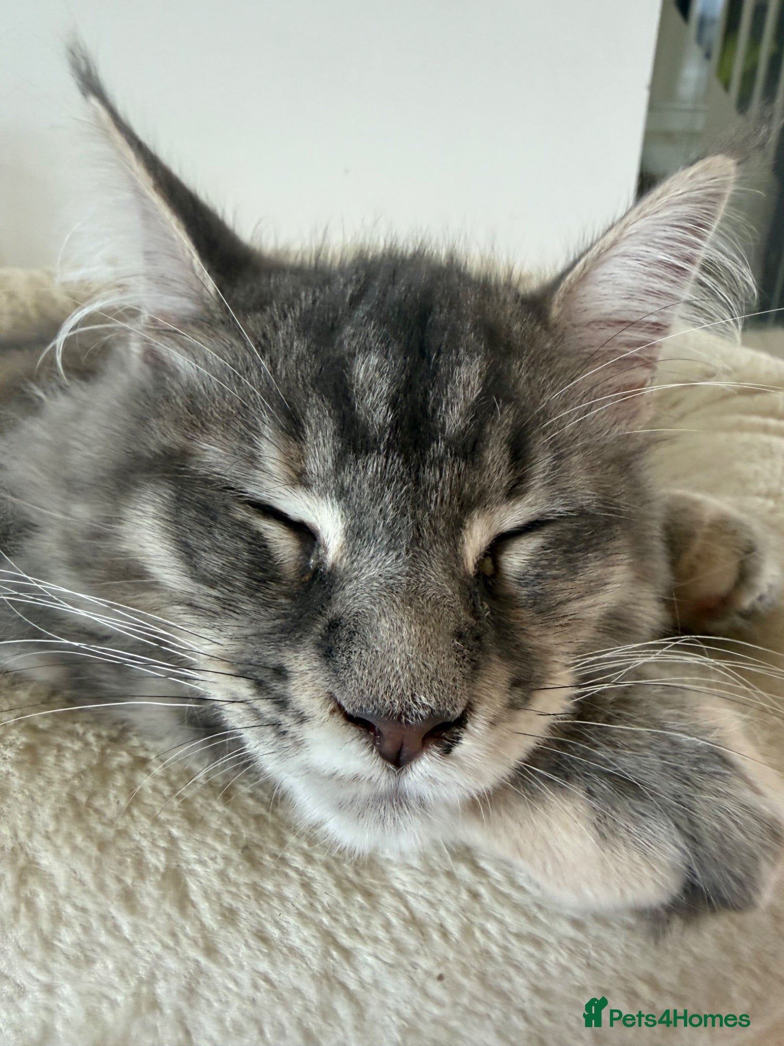 Maine Coon cats TICA Registered Maine Coon Kittens - Advert 1
