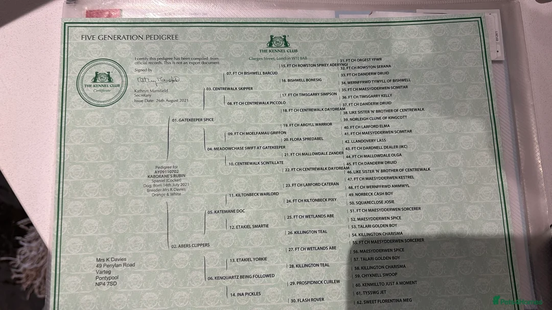 Cocker Spaniel dogs for sale: A gorgeous litter of WCS - Advert 6