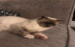 Ragdoll cats for sale: 2 x GCCF Registered Ragdolls for Sale - Image 16