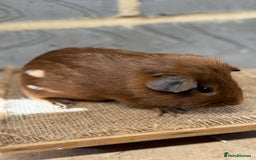 Guinea Pig rodents for sale: Young male & female guinea pigs for sale - Image 3