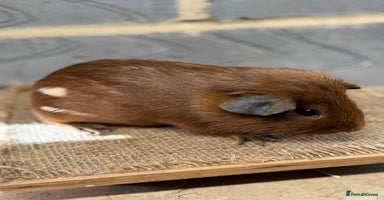 Guinea Pig rodents - Advert 14