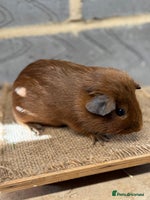 Guinea Pig rodents - Advert 5