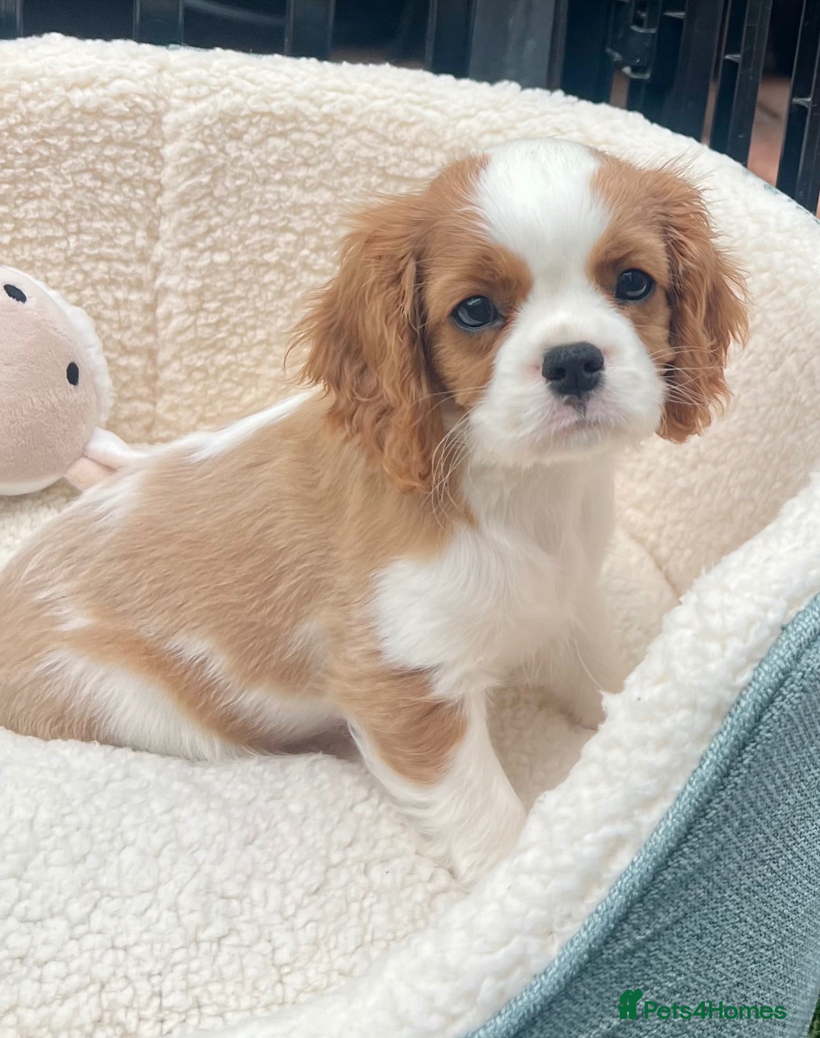 Cavalier King Charles Spaniel dogs Kc Reg, fully health tested CKCS licensed breeder - Advert 2