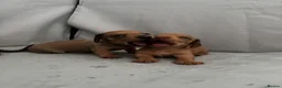 Miniature Dachshund dogs for sale: Beautiful Miniature Dachshund Puppies – Ready Soon - Advert 28