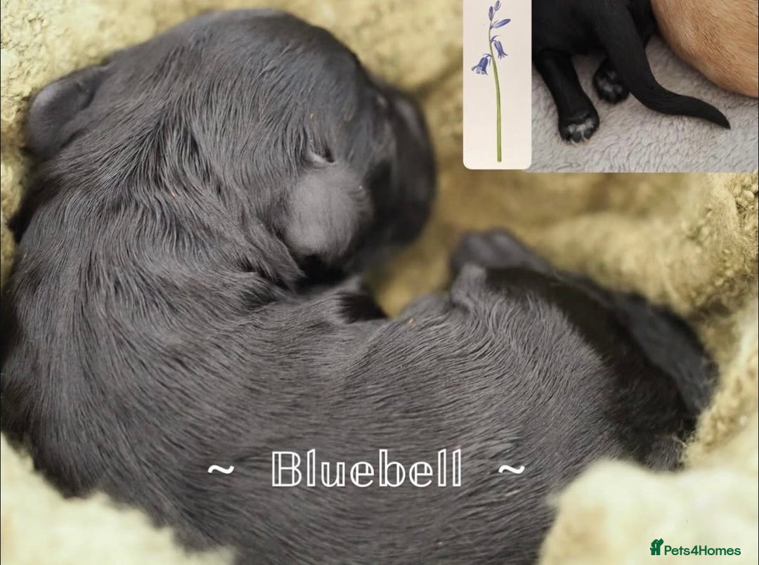 Australian Labradoodle dogs for sale: 5 Australian Labradoodle girls - Advert 4