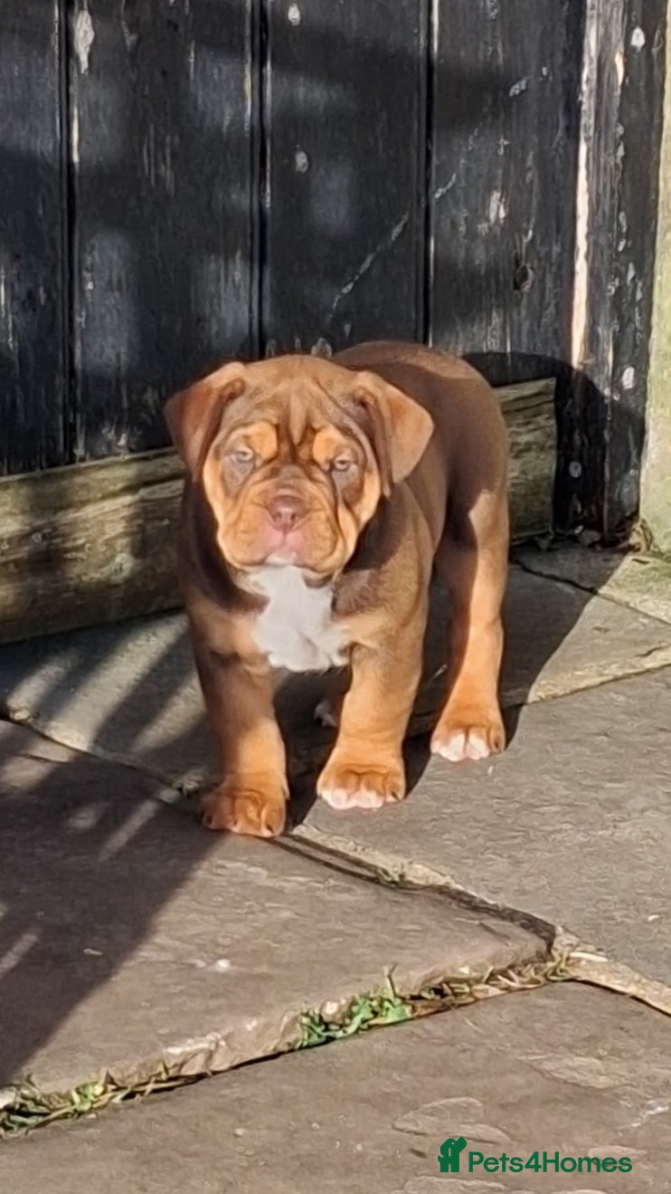 Mixed Breed dogs Beautiful chunky pups  - Advert 2