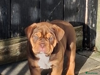 Mixed Breed dogs Beautiful chunky pups - Advert 2