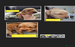 Labrador Retriever dogs for sale: Working lab pups - Image 5