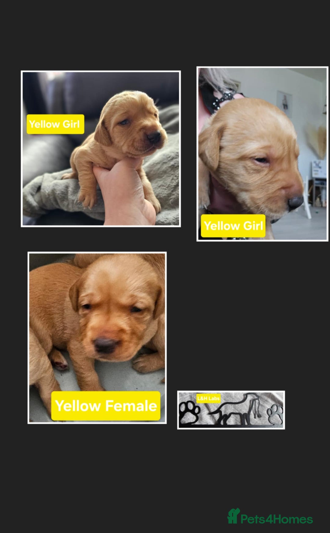 Labrador Retriever dogs for sale: Working lab pups - Image 5
